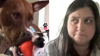 Reacting to Hilarious Dog & Cat Moments That Never Get Old (TikTok Edition)