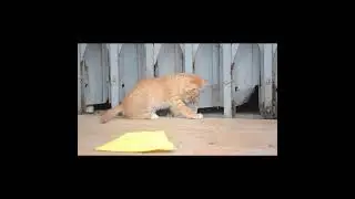 So cute kitty plays alone !