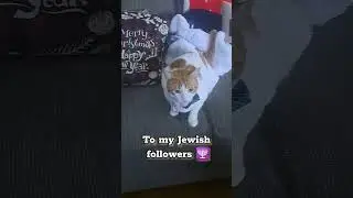 Happy #Hanukkah🕎 to all my Jewish followers 🕎 #Subscribe for #cutecatvideos😻📹 & #manifesting #LOA