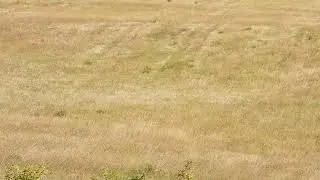 Strong Winds blowing the Grass.