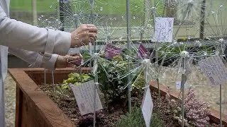Dandelion Appeal for Commemorative Garden - BBC Points West - 3rd March 2021