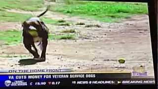 Shelter to Soldier on CBS News