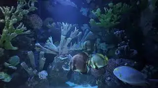 Fish and Their Habitats  An In Depth Look at Aquatic Life