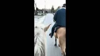 4 year old non gaited 14.2 hand mare kid safe lesson horse