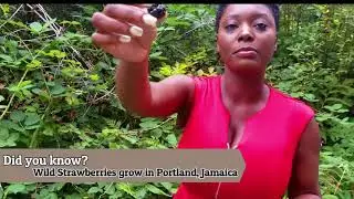 Wild Berry Picking in Abbotsford, BC, Canada