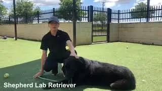 Meet Magnum at Rockwall Adoption Center