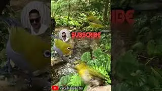 TERAPI AIR MENGALIR di jamin 100%burung PLECI anda gacor kembali