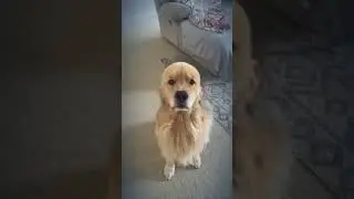 Smart, cute & intelligent dog.🐕        
