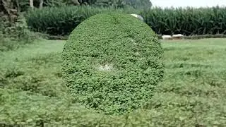 Cara Budidaya Daun Semanggi di sawah