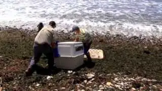 Sea Lion Release