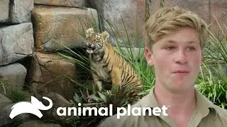 Entrenamiento en el agua con 3 peque&ntilde;os tigres | Los Irwin | Animal Planet
