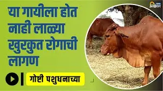 लाल सिंधी गायीबद्दल माहिती । Red Sindhi Cow Information | ॲग्रोवन