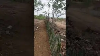 plantando Mandacaru na cerca!