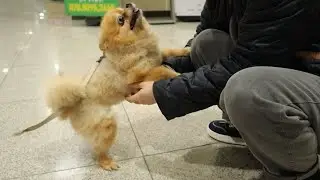 여행 갔다온 엄마 전속력으로 마중가는 강아지
