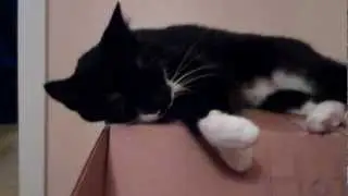 The Hotel Catifornia