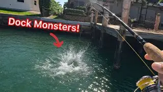 Ridiculous Bite - Throwing Shrimp Under Docks Pays Off BIG!