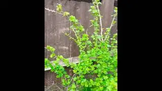 My Gooseberry plant is happy to see spring |#shorts #gooseberry #gooseberries #garden #plants #amla