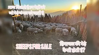 himachali sheeps for sale