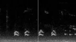 Bird song spectrogram
