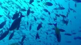 St. George Wreck: Depth -40mt (120ft) - scuba diving at Bayahibe, Dominican Republic