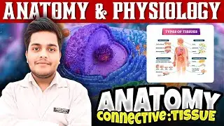 Connective Tissue | Types & Location | Anatomy & Physiology | PD Academy Medical|