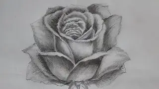 Pencil Work Rose