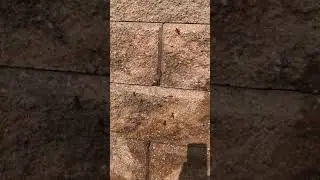 OMNIS Pest Control - Wasps in a Brick Wall