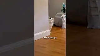 Дикая кошка, которая боялась людей, наконец-то приняла любовь 🥹💕 #кошки #любителькошек #милыйкот ...
