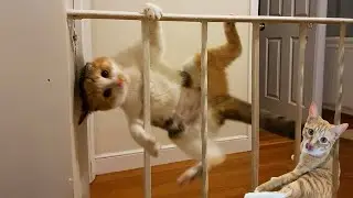 When God Gives You a Curious Cat 😸😫 Funny Animal Videos 2025🐶🙀