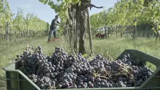 BIBI GRAETZ - HARVEST TESTAMATTA & COLORE