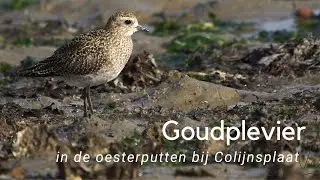 Goudplevier in de Oesterputten bij Colijnsplaat #1076