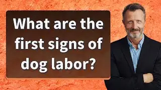 What are the first signs of dog labor?