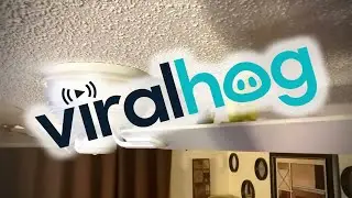 Free Fan Carnival Ride for Pet Birds || ViralHog
