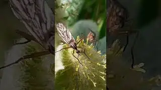 Dagger fly