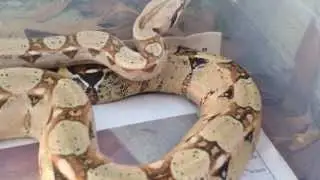 2012 het VPI t positive boa