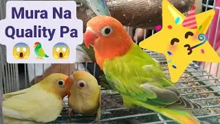 Vlog475 Green Opaline Sex Link Hen Pale Faded Split Pale Fallow Red Factor Line😱😱😱😱😱🦜🦜🦜🥳