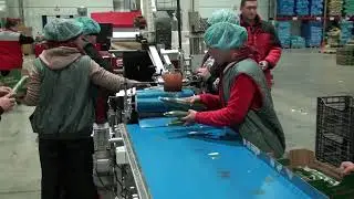 Агрохолдинг  Московский