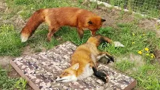 Утка раздора в лисьей семье 🦆 Duck of Discord for Family of Foxes