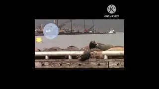 Sea Lion Vomiting Compilation