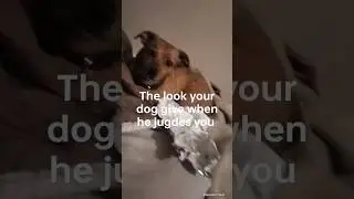 #cute #money #dog #boss #adorable #freefire #viral #animals #comedy #trending #shorts #fyp #walmart