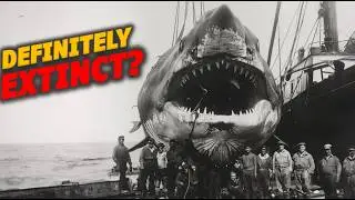 All Recent Megalodon Sightings: The Complete Documentary on Meg Extinction