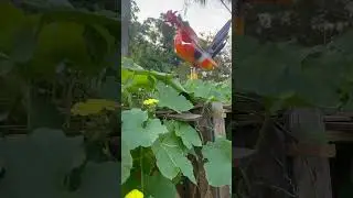 DIY PVC Rooster scratching for garden snacks#artandcraft #handmade #rooster @5MinuteCraftsDIY