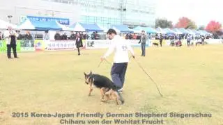 2015 KR-JP GSD Siegerschau (3~6 M) Chiharu von der Wohltat Frucht