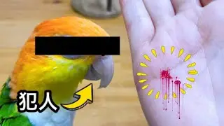 ついに来た⁉️シロハラインコのシャケ化/鳥は噛みます‼️