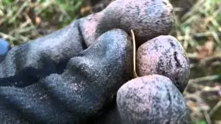 Metal Detecting Liverpool UK#81,gold coin & scottish hammered