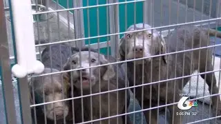 Jefferson County Contracts with Snake River Animal Shelter