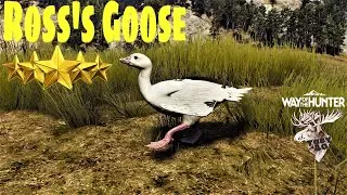 Way of the Hunter: Ross's Goose