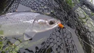 Ugie Fly Fishers - 2lb sea-liced Sea Trout 20 Oct 2021
