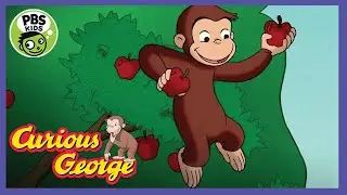 Apple Picking  | Curious George - PBS Best Games