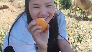 Orange 🍊 Garden Pure organic At Lutak Village under Tirbin circle Leparada Dist.Arunachal Pradesh